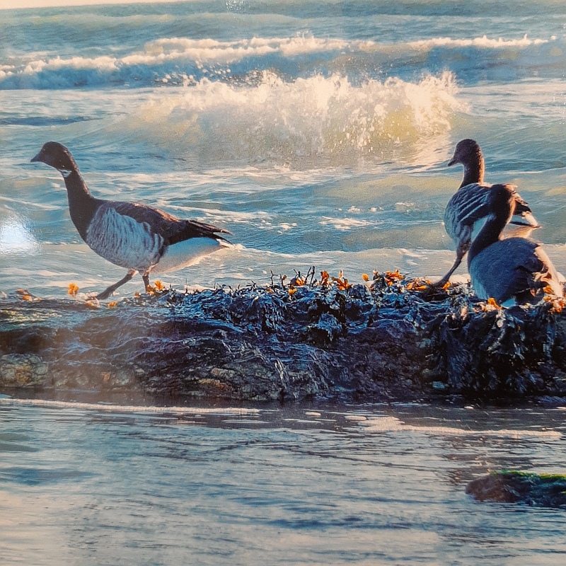 liam barry photographer