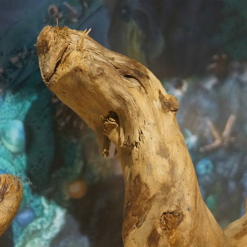 otter driftwood