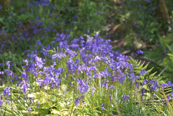 bluebells in the woods