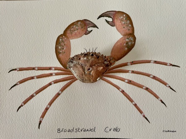 Broadstrand Crab